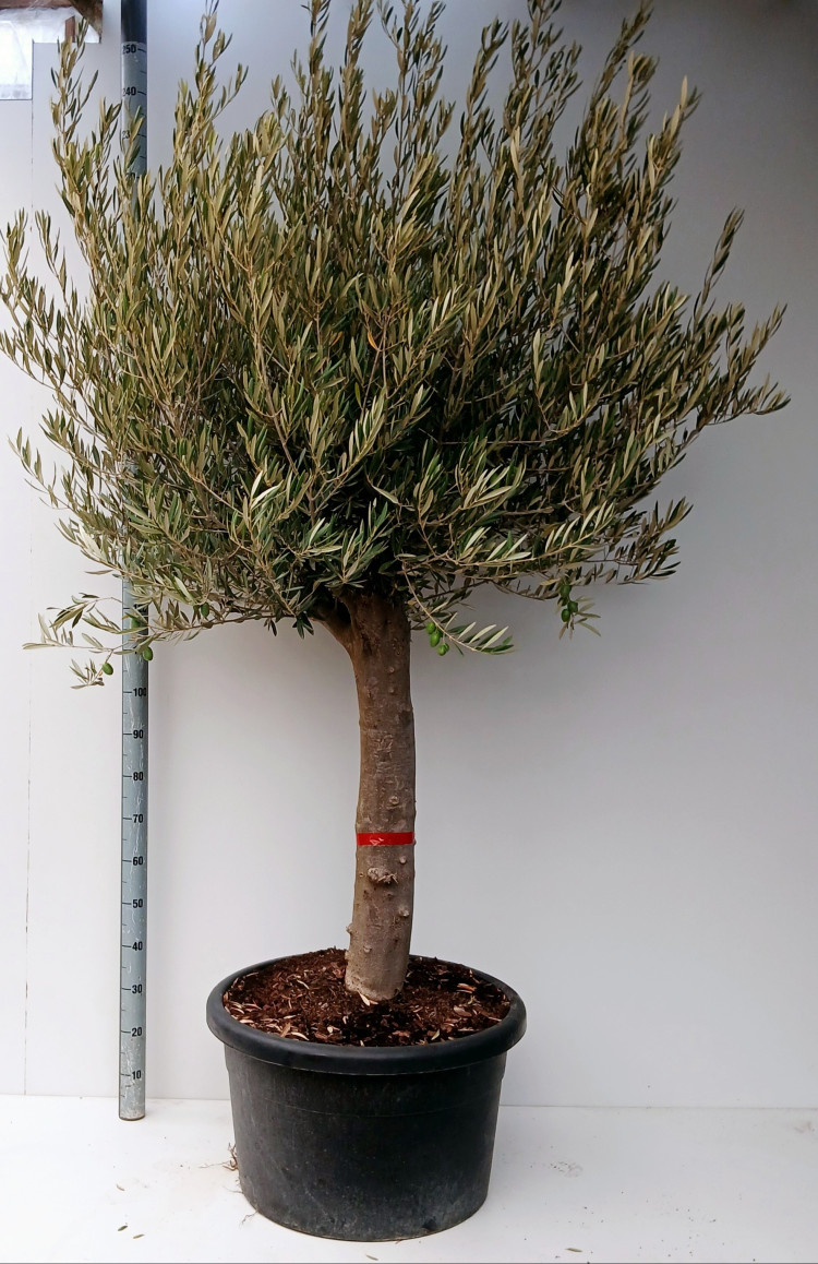 Olea Europaea 46/190