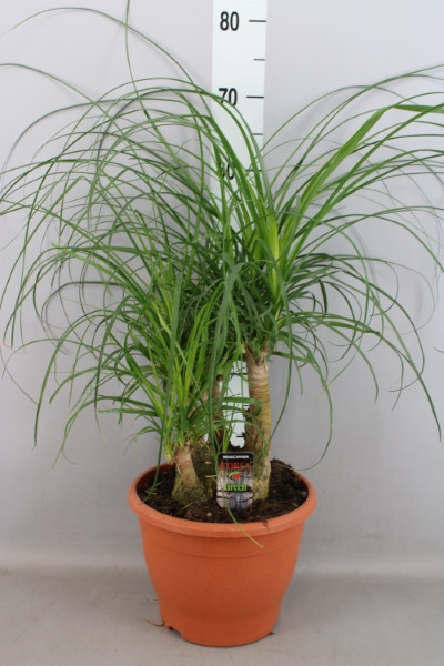Beaucarnea Recur 30/120