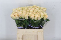 Rose Charmant 40 sm
