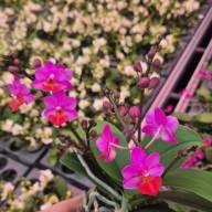 Phal 2-tak Mystery 12/30 - зображення_viber_2025-12-19_20-27-12-574