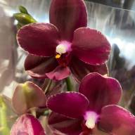 Phal 2-tak Mystery 12/30 - Картинка