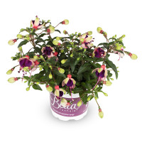 Fuchsia Olivia 510/10