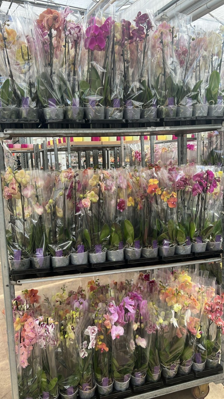 Phal A2 2-tak VG Mix 12/65