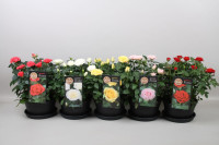 Rosa Elysium Kord 510/27