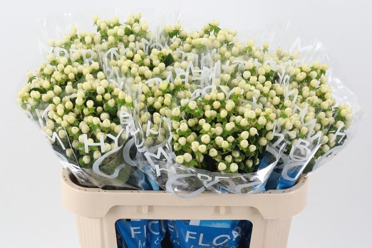 Hypericum Coco Uno 40 cm X10