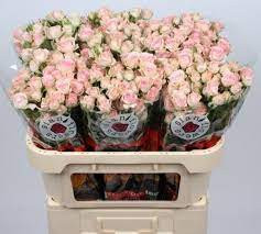 Spray Baby Folies 60 sm