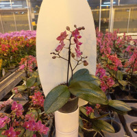 Phal 3-tak Orhids Mix 12/70