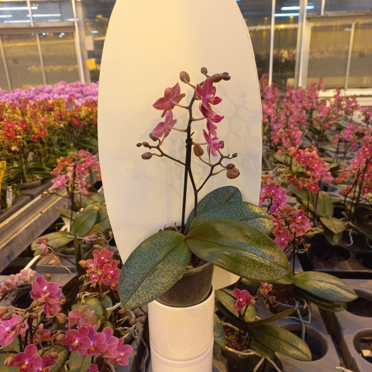 Phal 3-tak Orhids Mix 12/70