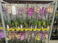 Phal 1-tak Special Mix 12/65