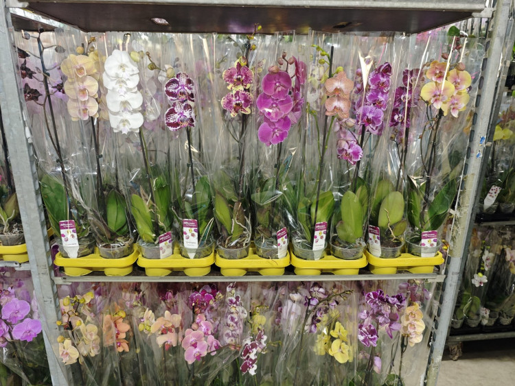 Phal 1-tak Special Mix 12/65