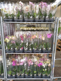 Phal A2 1-tak Sion Mix 12/40