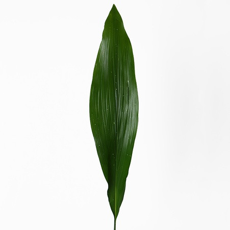 Aspidistra Elatior