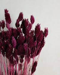 Phalaris Bordo 50 gr Italia