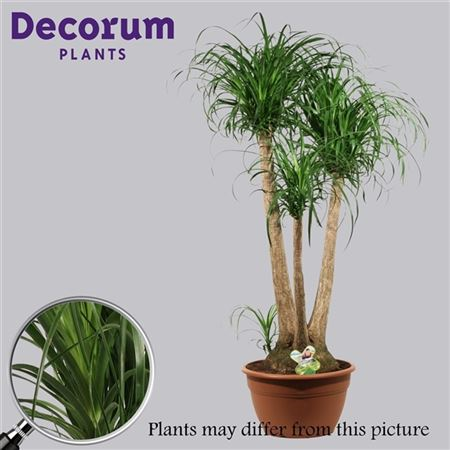 Beaucarnea Vertakt 35 Cm (decorum)