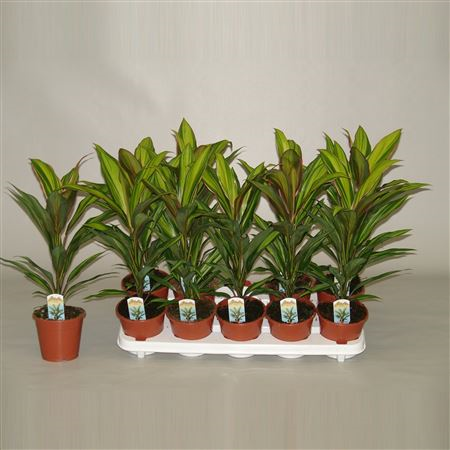 Cordyline Kiwi (decorum)