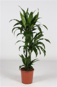 Dracaena Frag Janet Craig 60-30-15 (grower)