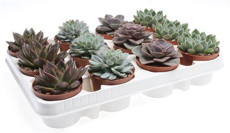 Echeveria Purple