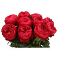 Rose Frozen Summerh 40 sm