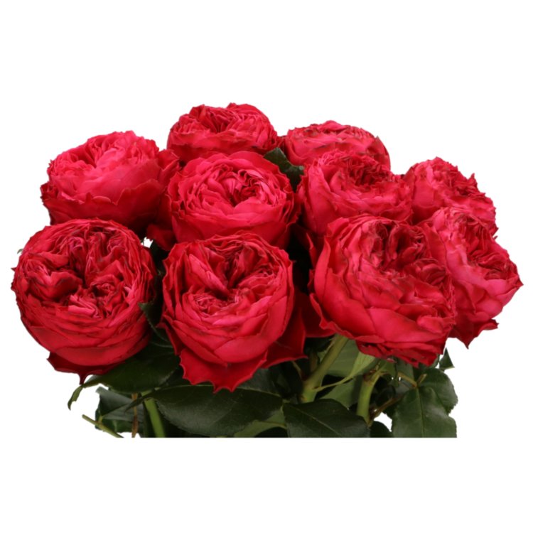 Rose Frozen Summerh 40 sm