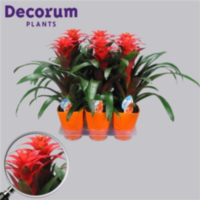 Guzmania Tutti Frutti Oranje Luxe Keramiek (decoru