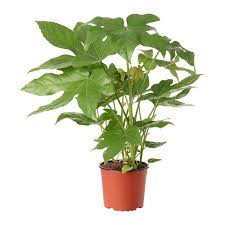 Fatsia Ov 15/60