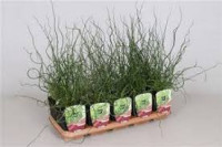 Juncus Spirales 12/50