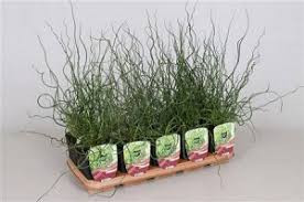 Juncus Spirales 12/50