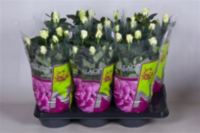 Rosa Palace Honora (grower)