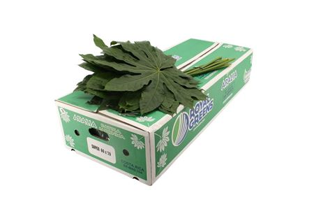 Aralia Costa Rica Super
