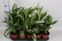 Aglaonema Silver Queen 14/45