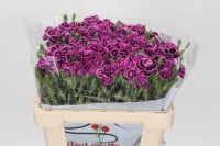 Dianthus Mini Mix