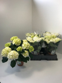 Hydrangea Steiniger 14/40
