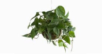 Phillodendron Scandens 11/15