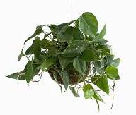 Phillodendron Scandens 11/15 - Без названия (81)