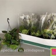 Phillodendron Scandens 11/15 - X1024504_H_1