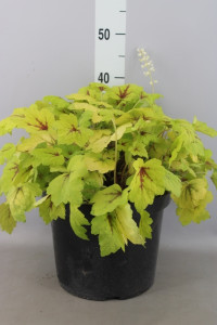 Heuchera 12/25