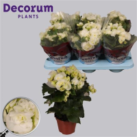 Begonia Mix 13/35