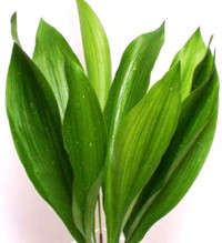 Aspidistra 90 sm