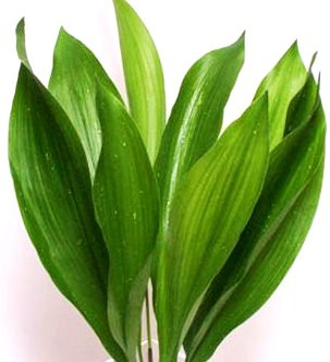 Aspidistra 90 sm