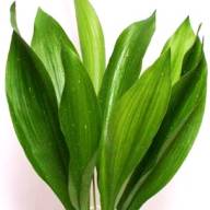 Aspidistra 90 sm - Картинка
