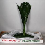 Aspidistra 90 sm - X12228_H_1