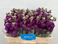 Matthiola Stox Mix X10