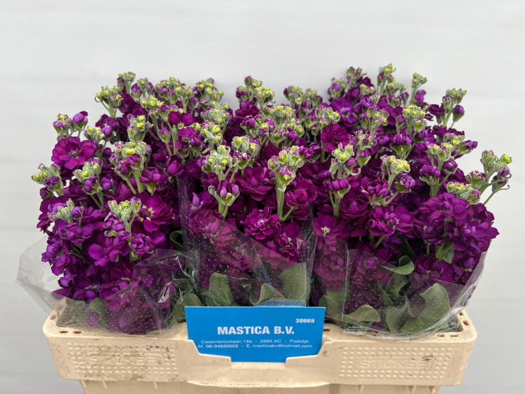 Matthiola Stox Mix X10