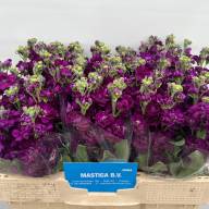 Matthiola Stox Mix X10 - Matthiola Centum Deepblu