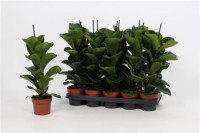 Ficus Lyrata Bambino 15/55