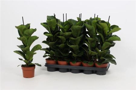 Ficus Lyrata Bambino 15/55