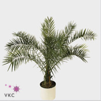 Phoenix Canariensis 18/90