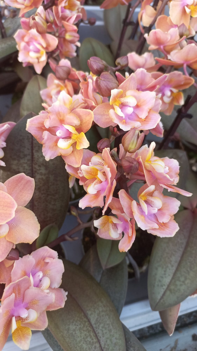 Phal 2-3 Butterfly Aromio 7/35