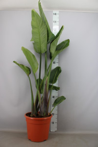 Strelitzia Nicolai 17/100