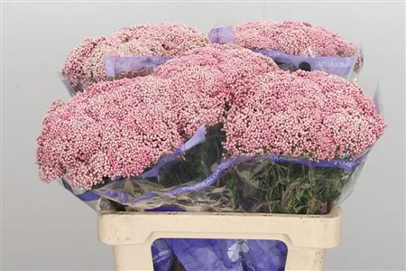 Ozothamnus Cooks Pink